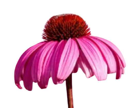 Bunga Echinacea
